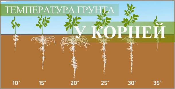 Важность температуры почвы у корней конопли