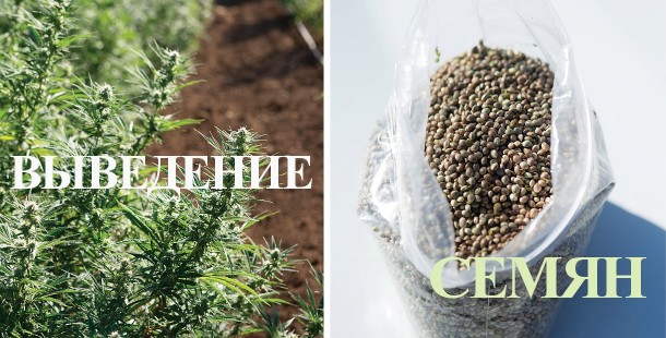 Види насіння коноплі і як їх виробляють