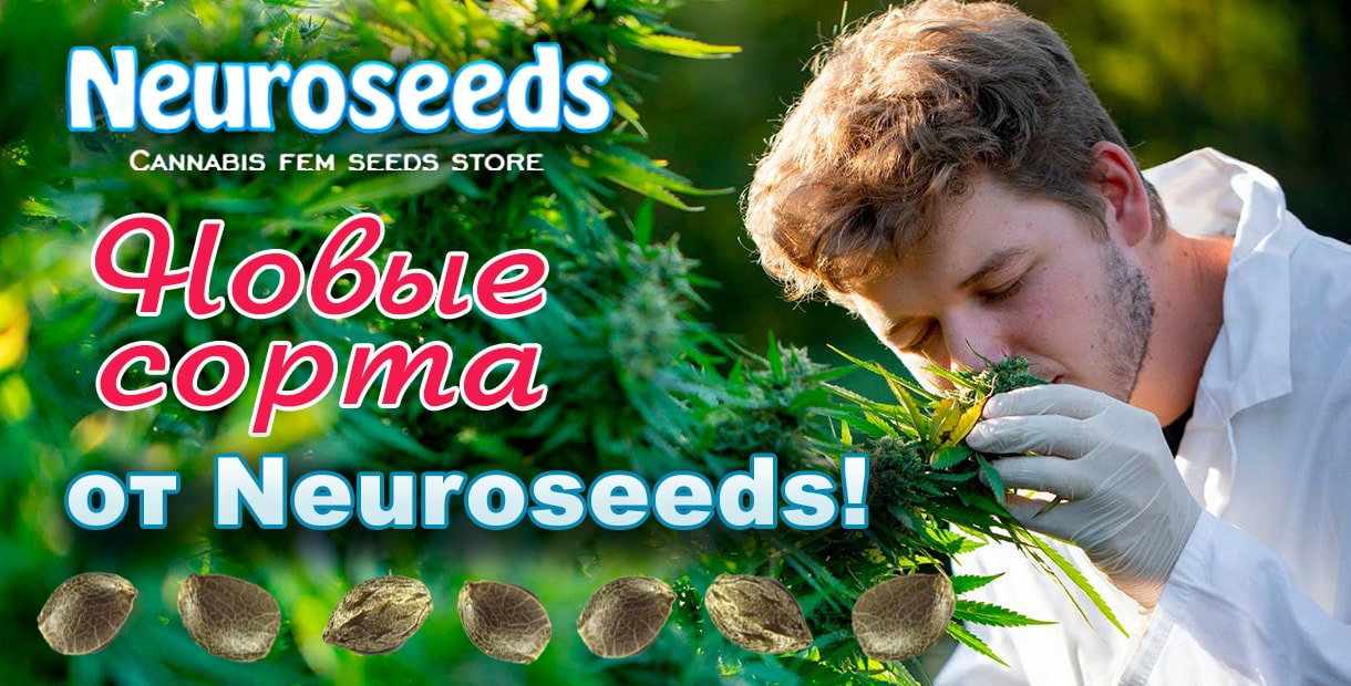 У нас можно купить семена конопли от Neuroseeds>