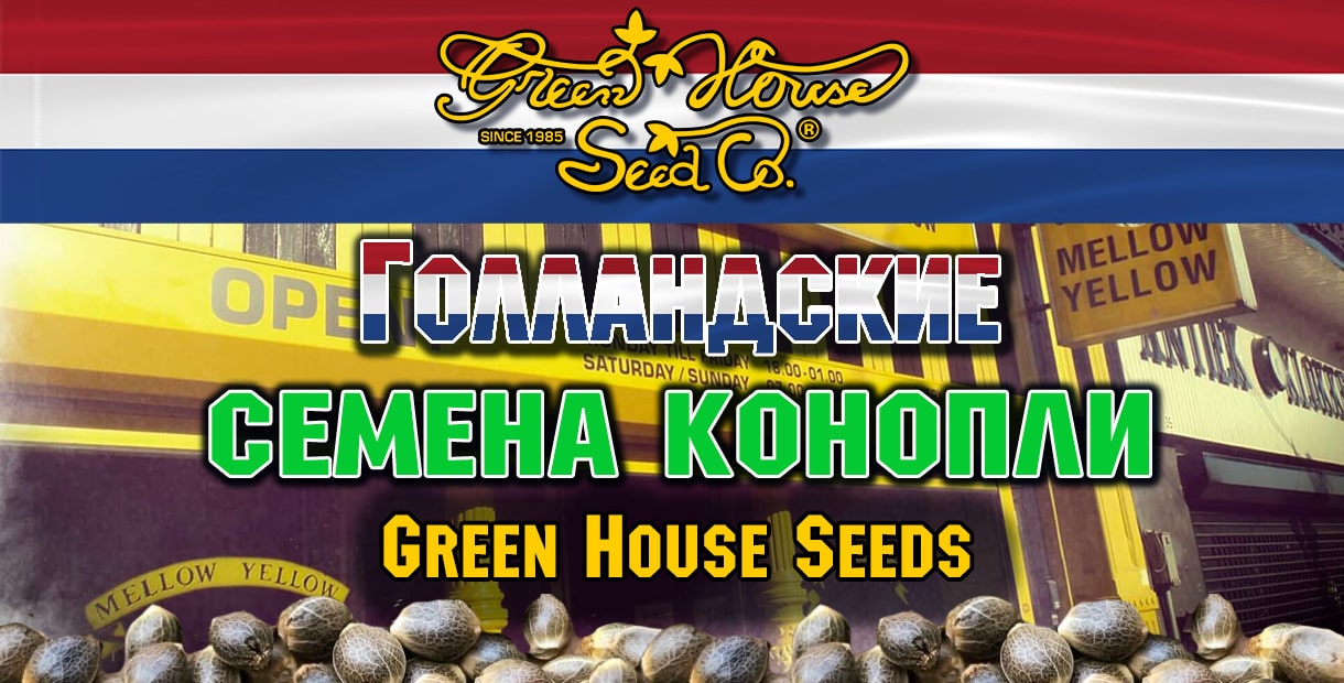 У нас можно купить семена конопли от Green House Seeds>