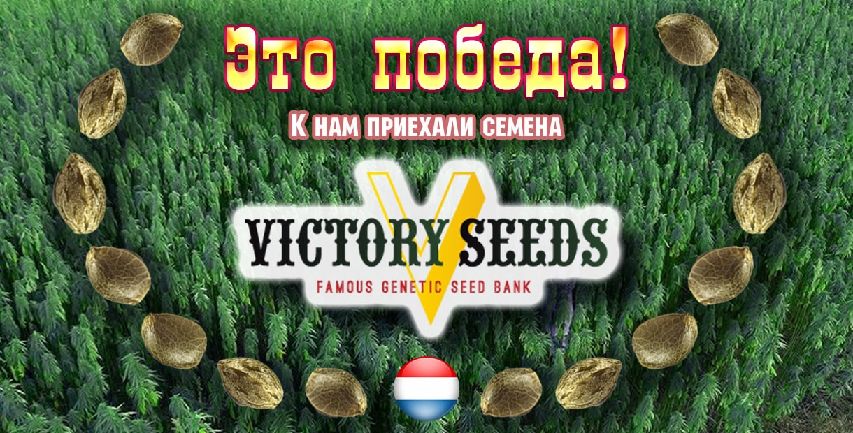 У нас можна купити насіння коноплі від Victory Seeds>