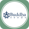 Семена конопли Buddha Seeds