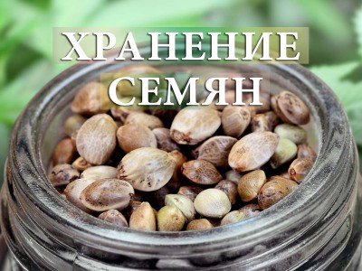Где и как правильно хранить семена конопли
