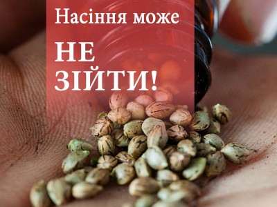 Насіння коноплі не завжди сходять, дізнаємося чому?