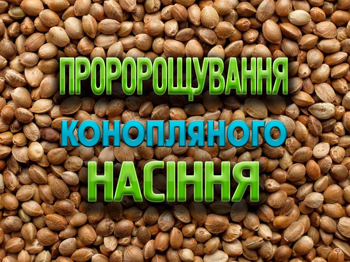 Як пророщувати коноплю: досвід європейських гроверів