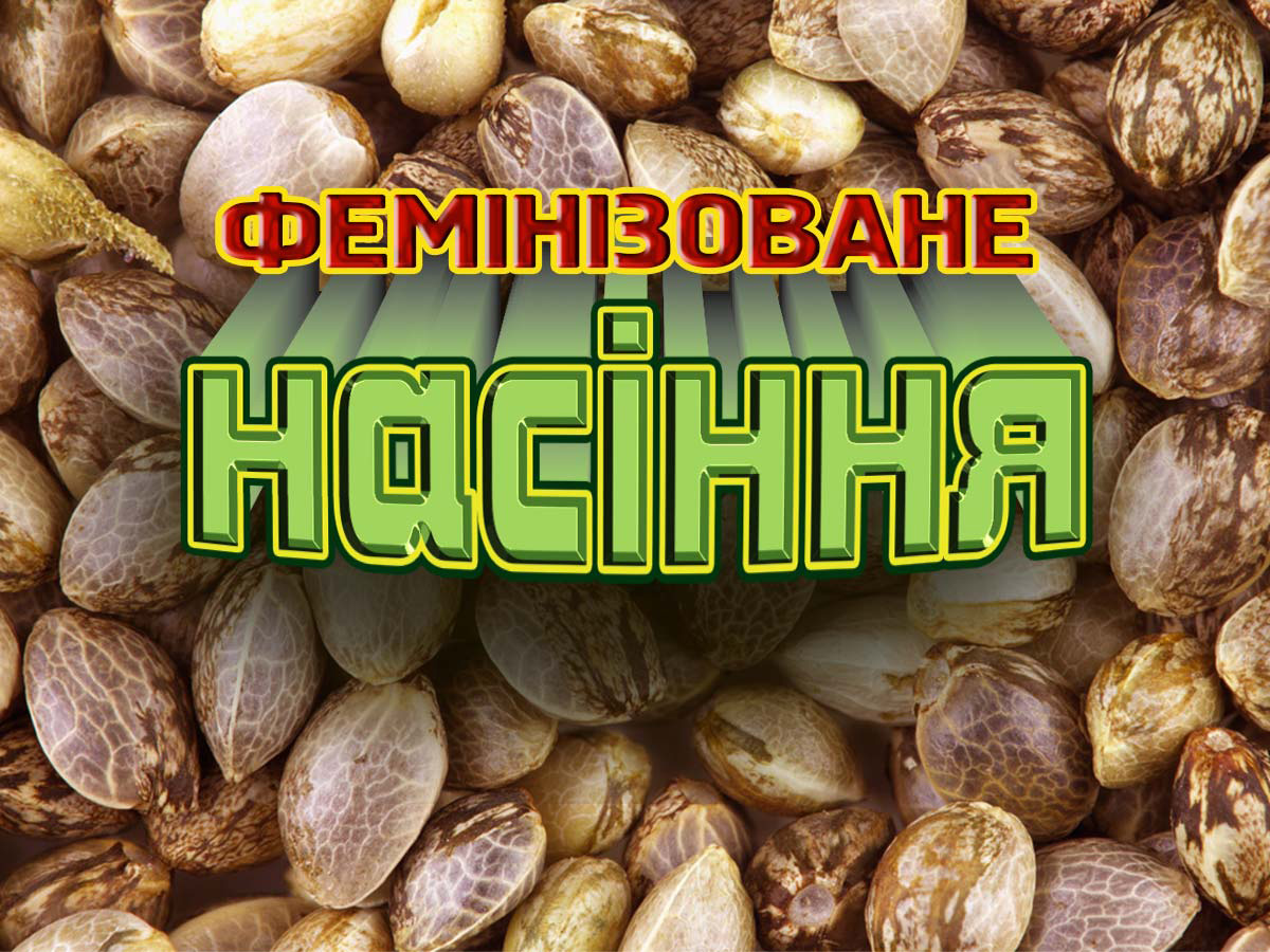 Що таке фемінізоване насіння: переваги і способи отримання