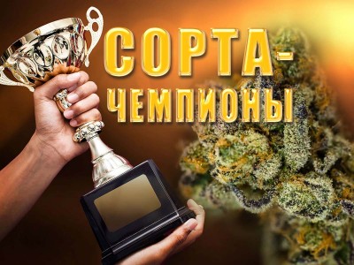 Топ сортов 2012: феминизированные семена от MASTER SEED