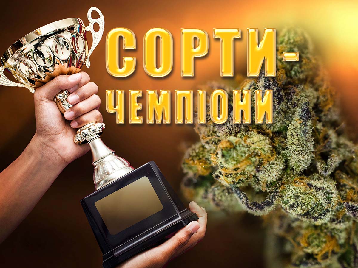 Топ сортів 2012: фемінізовані насіння від MASTER SEED