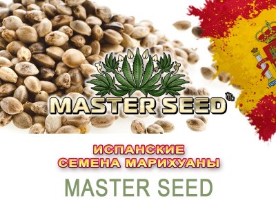 У нас обновление! Испанские семена конопли MASTER SEED