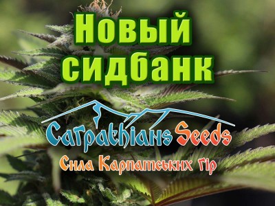 У нас можно купить семена конопли от Carpathians Seeds