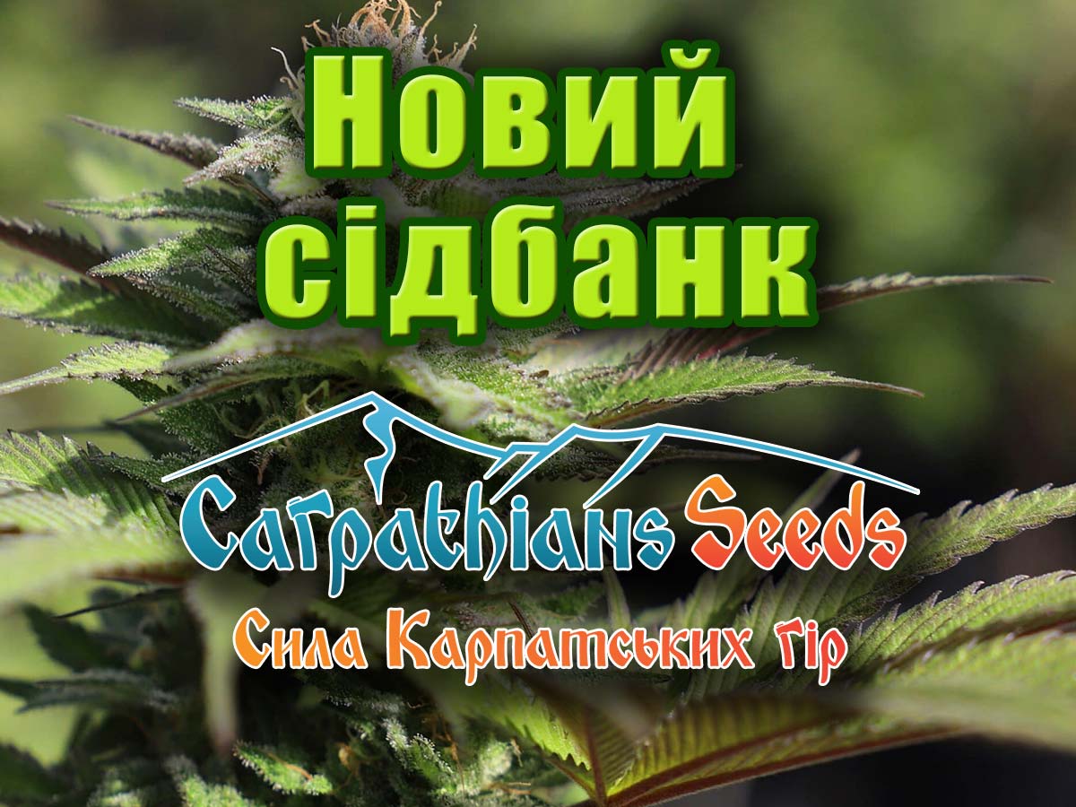 У нас можна купити насіння коноплі від Carpathians Seeds