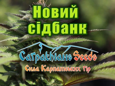 У нас можна купити насіння коноплі від Carpathians Seeds