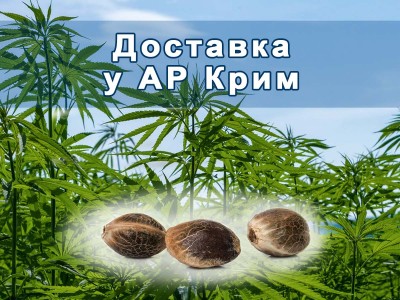 Доставка в АР Крим: як замовити насіння коноплі?