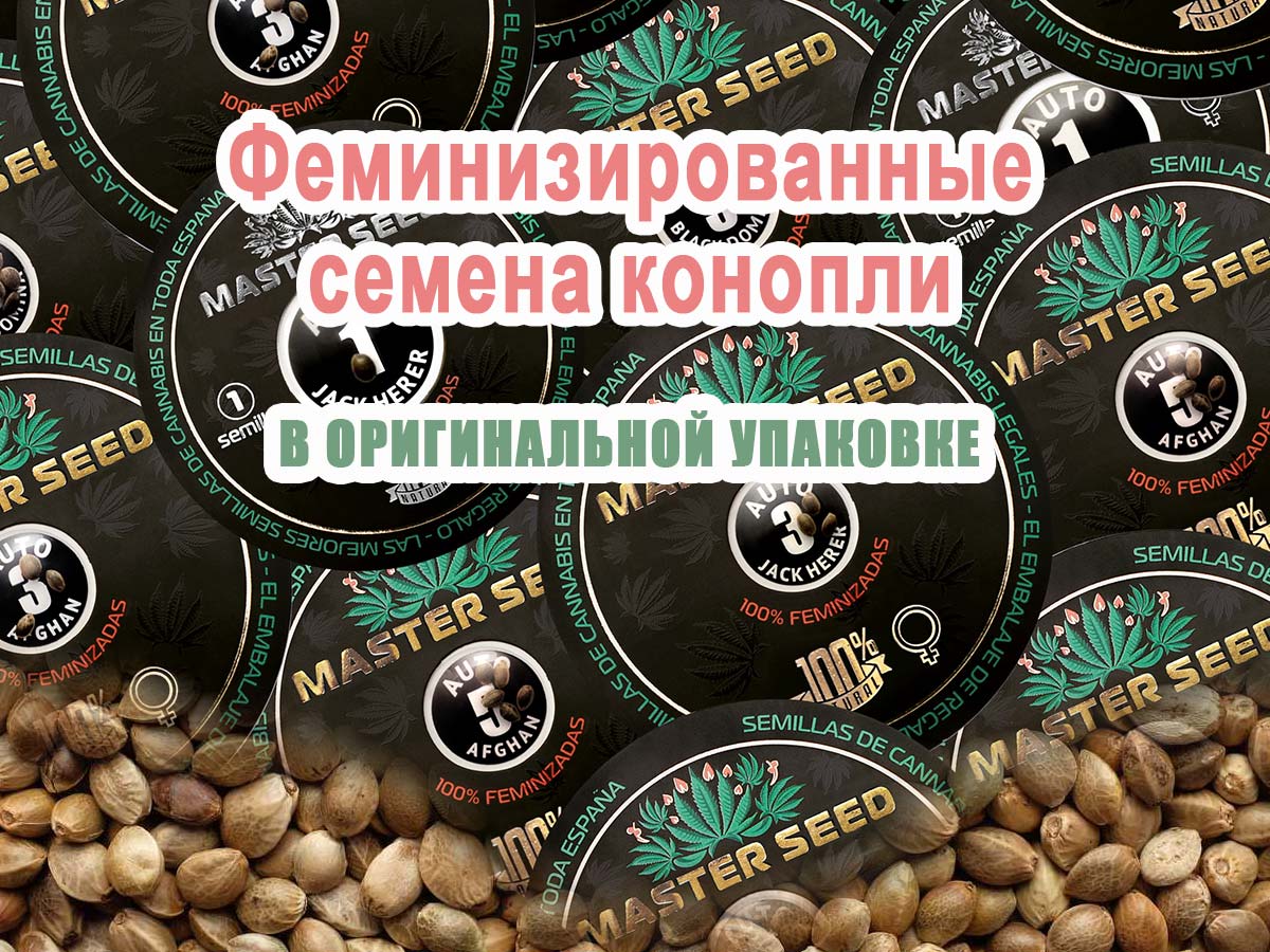 Как выглядит фирменная упаковка MASTER SEED семена конопли?