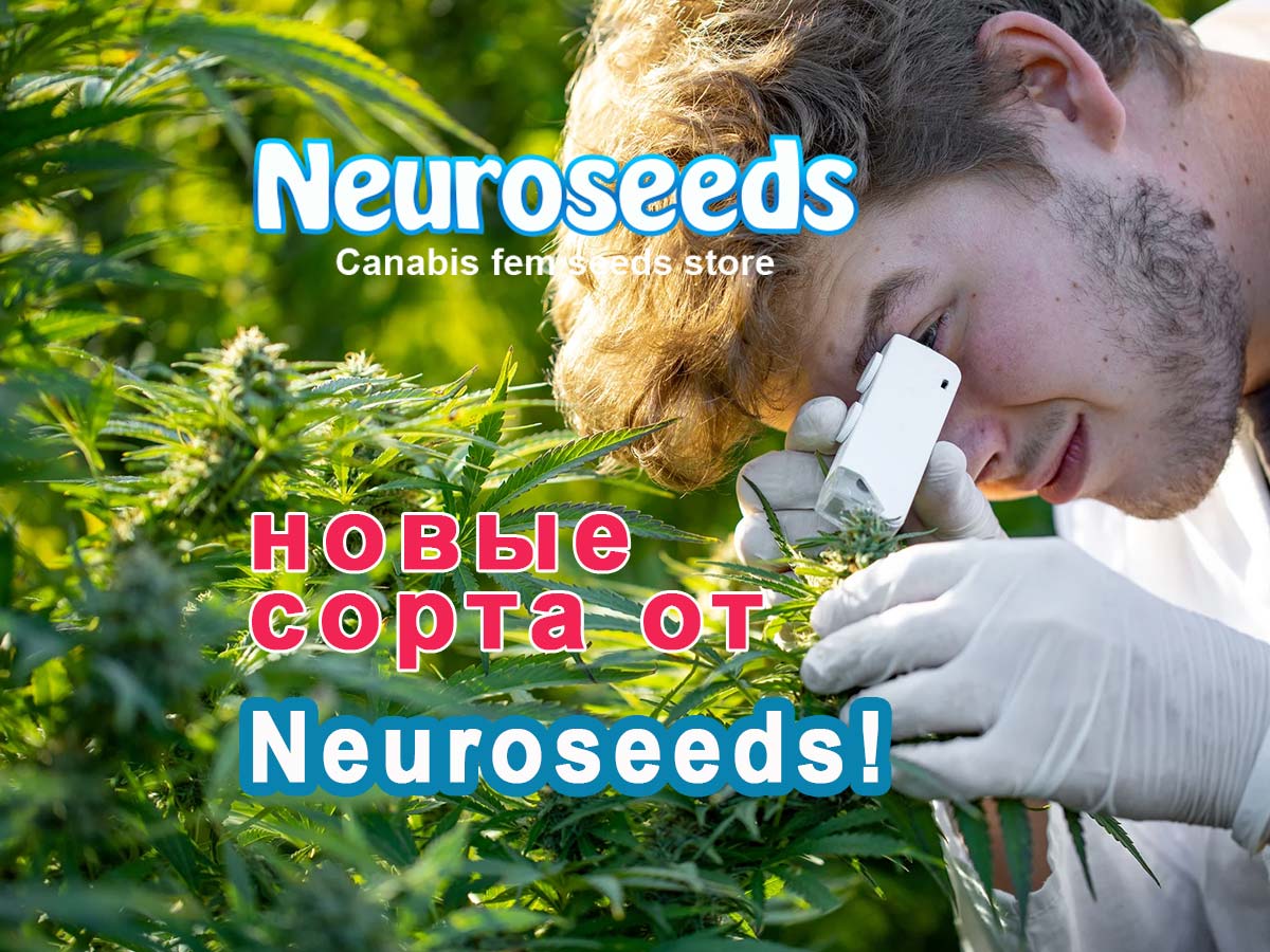 У нас можно купить семена конопли от Neuroseeds