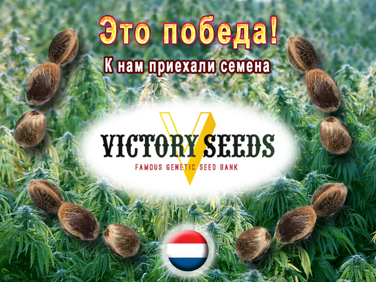 У нас можно купить семена конопли от Victory Seeds