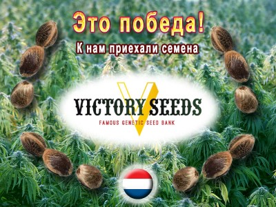 У нас можно купить семена конопли от Victory Seeds