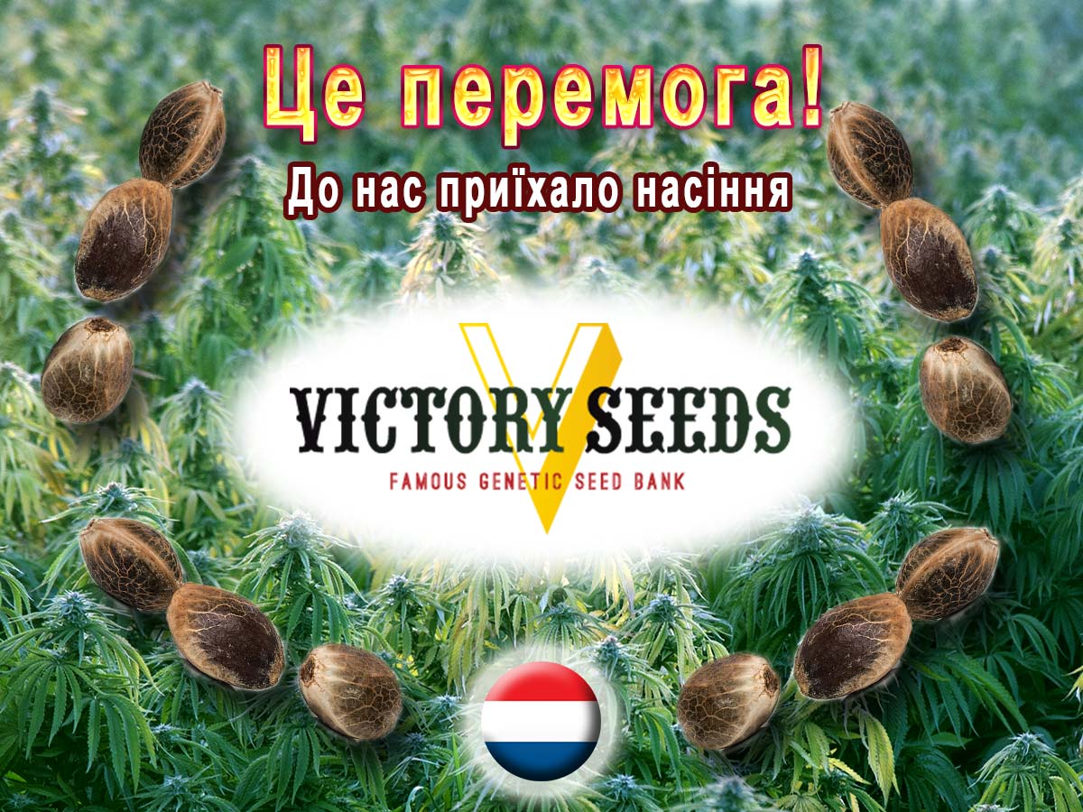 У нас можна купити насіння коноплі від Victory Seeds