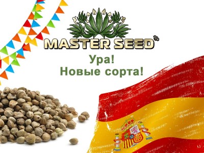 Обновление сортов от MASTER SEED семена конопли