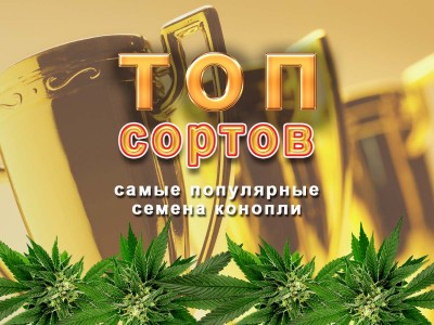 Популярные сорта семян коноплі от MASTER SEED