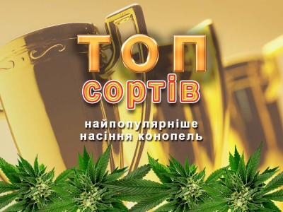 Популярні сорти насіння коноплі від MASTER SEED