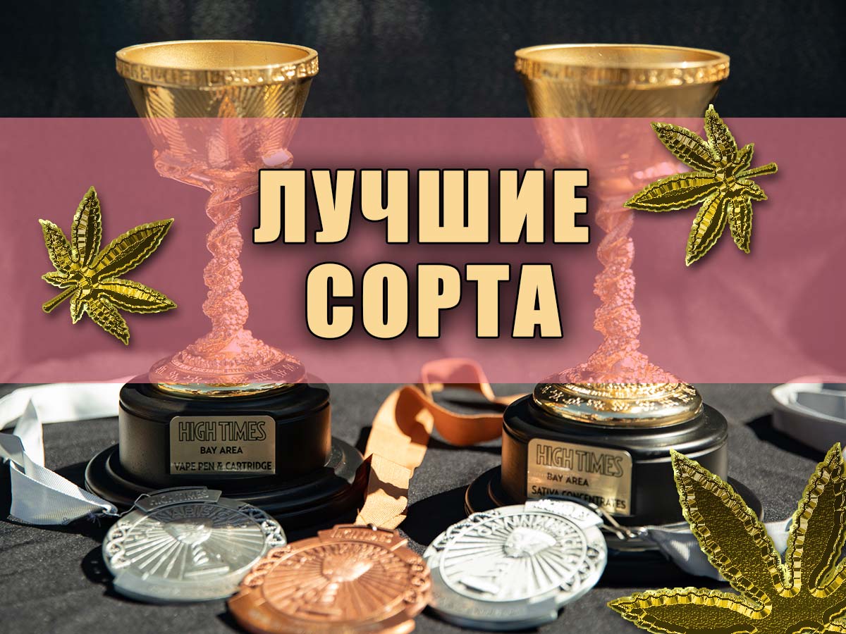 Популярные сорта от MASTER SEED семена конопли