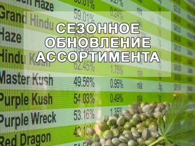 Новые сорта: испанские семена марихуаны от MASTER SEED