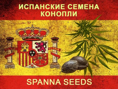 У нас можно купить семена конопли от Spanna Seeds