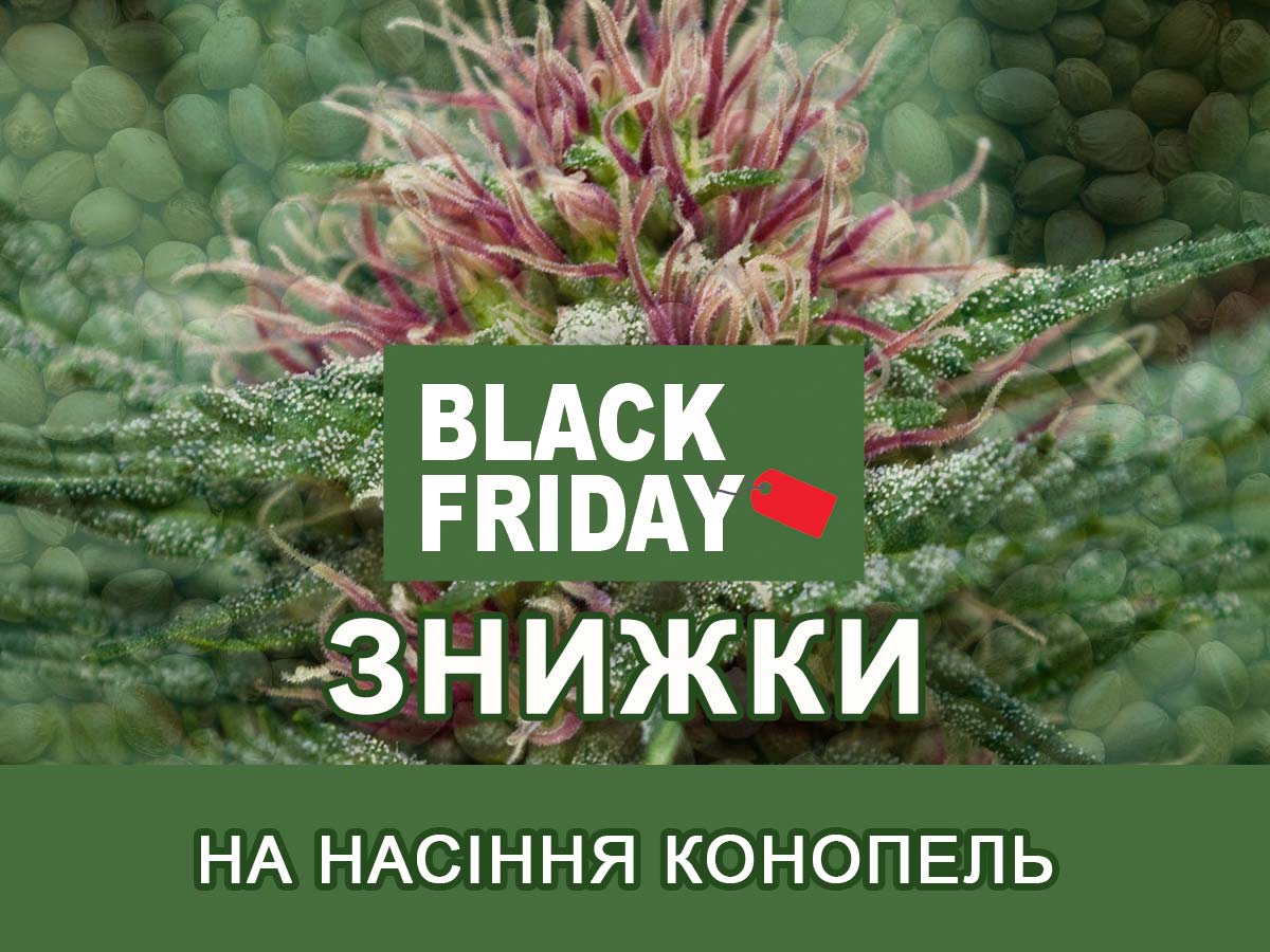 Великий розпродаж: знижки до 50% на насіння коноплі