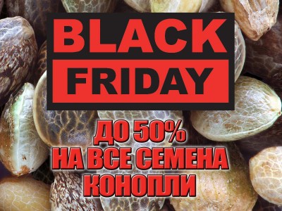 Black Friday: скидки до 50% на семена конопли