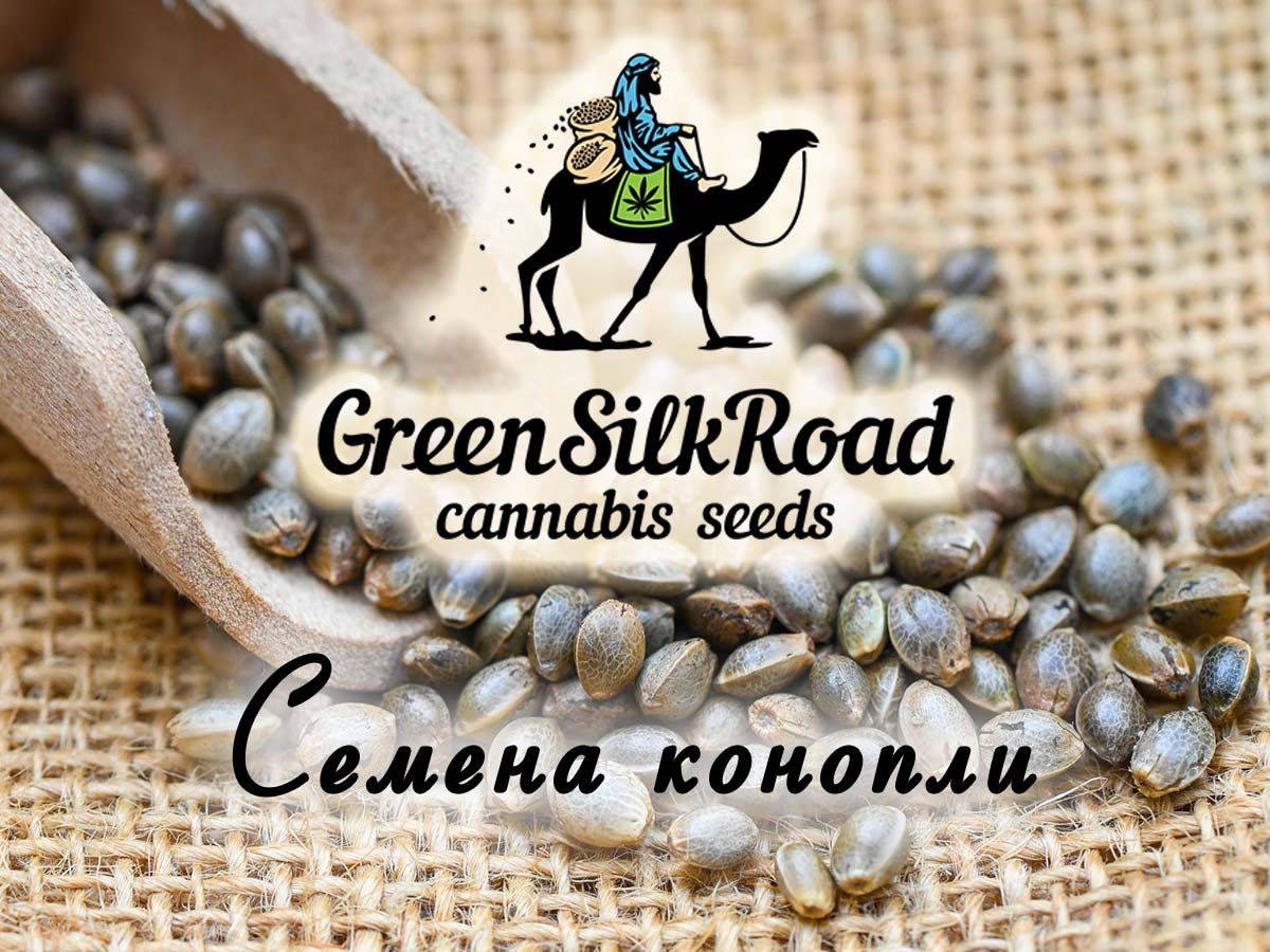 У нас можно купить семена конопли от Green Silk Road