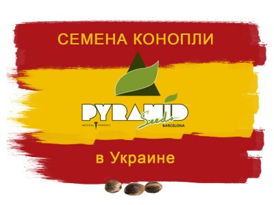 У нас можно купить семена конопли от Pyramid Seeds