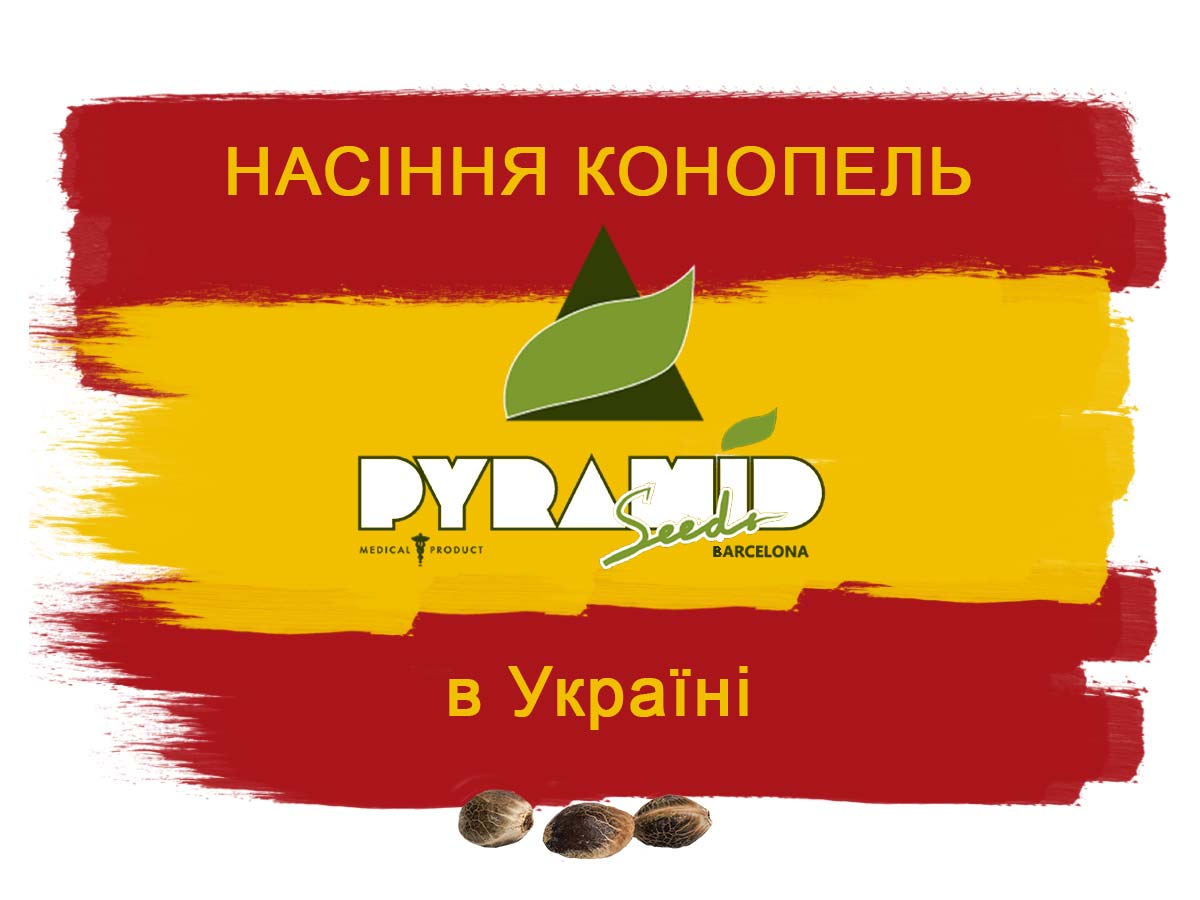 У нас можна купити насіння коноплі від Pyramid Seeds