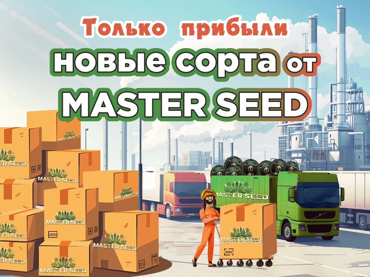 Новые сорта от MASTER SEED