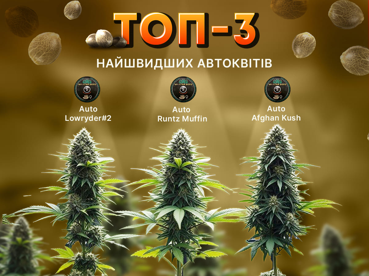 ТОП-3 автоквіти з найшвидшим циклом цвітіння