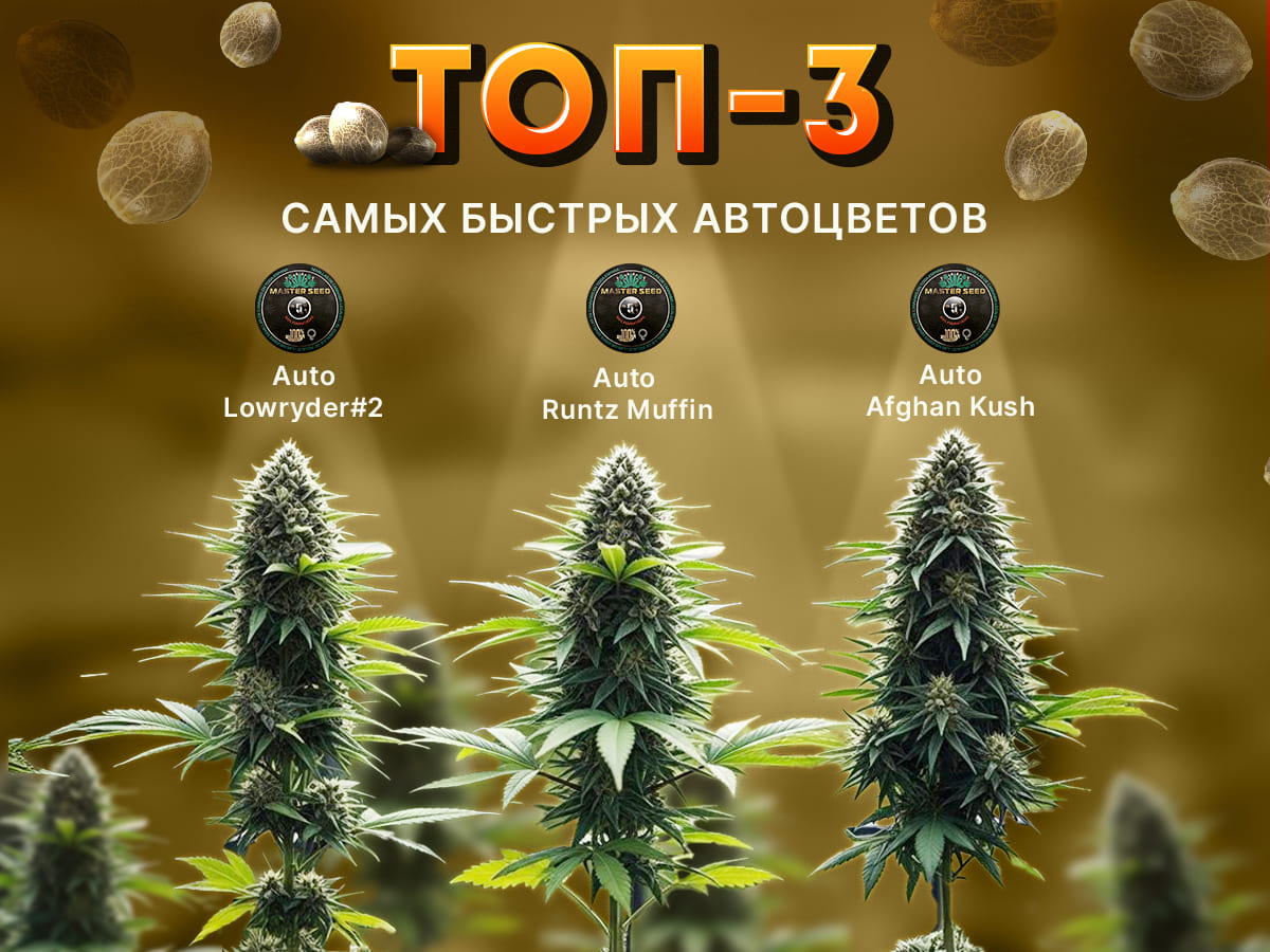 ТОП-3 автоцвета с самым быстрым циклом цветения