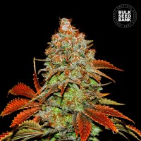 Bulk Seed Bank auto Bubblegum Extra feminised