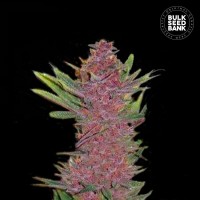 Bulk Seed Bank auto Purple Glam Kush feminised