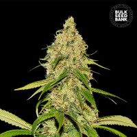 Bulk Seed Bank auto CBD White Widow feminised