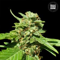 Bulk Seed Bank CBD Nepal Gold feminised