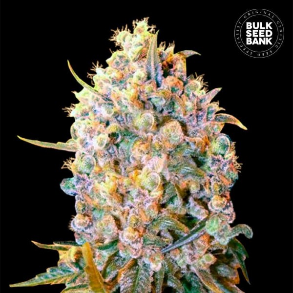 Семена конопли Bulk Seed Bank Bigger Bud feminised