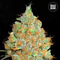 Bulk Seed Bank Critical Mass feminised