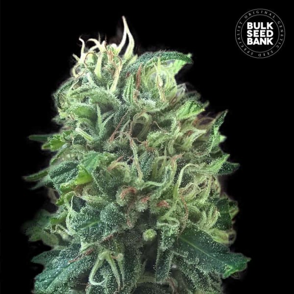 Семена конопли Bulk Seed Bank Green Scout Cookies feminised