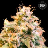 Bulk Seed Bank Guerilla Glue feminised