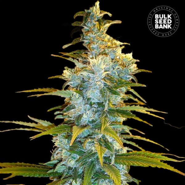 Семена конопли Bulk Seed Bank Northern Light feminised