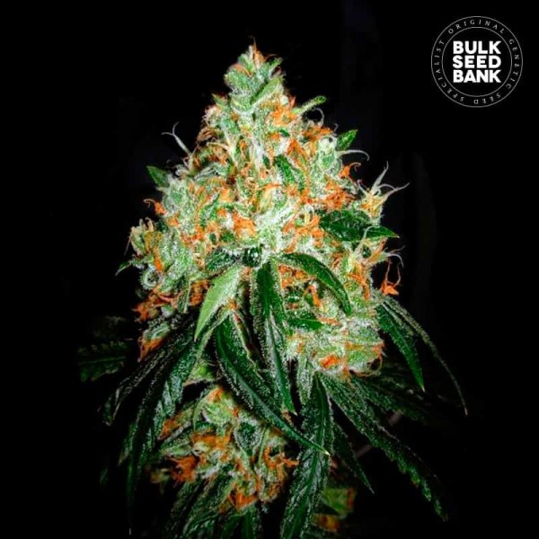 Семена конопли Bulk Seed Bank Original Orange Bud feminised