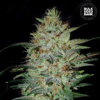 Bulk Seed Bank Sensible Star feminised