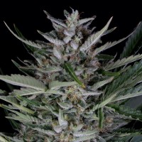 Dinafem auto Gorilla feminised