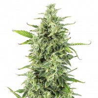 Dinafem auto OG Kush feminised