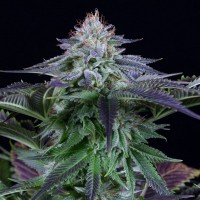 Dinafem auto Dinamed Kush CBD feminised